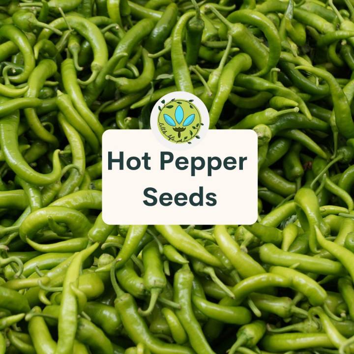 Hot Pepper Sili Gulay Fruit Vegetable 10 Seeds Outdoor Plant Sale Easy