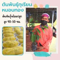 (2 ต้น) ทุเรียนพันธุ์หมอนทอง รสชาติหวานมัน เมล็ดน้อยและลีบ ต้นสูง 40-50 ซม. ต้นพันธุ์พร้อมลงปลูก พร้อมส่ง