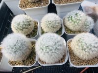 แมมขนแกะ แท้ คัดเกรดสวย พรีเมียม แมมมิลาเรีย Mammillaria Bocasana v. Multilanata cactus