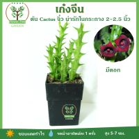 [Cactus] เก๋งจีน Cactus ตะบองเพชร ในกระถาง 2.5นิ้ว ต้นไม้มินิมอล