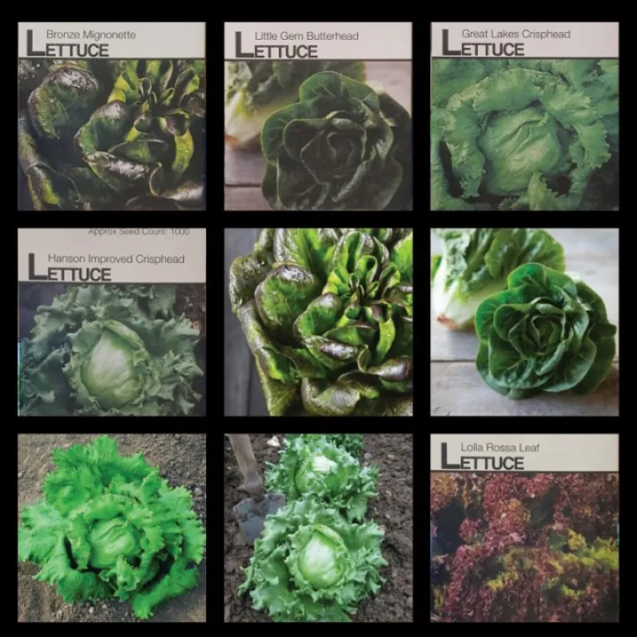 Hanson Improved Great Lakes Crisphead Little Gem Butterhead Bronze