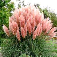 100 เมล็ดหญ้า หญ้าภูเขา หญ้าแพมพัส Pampas grass แปมปัส นำเข้าจาก USA อัตราการงอก 80-85%.