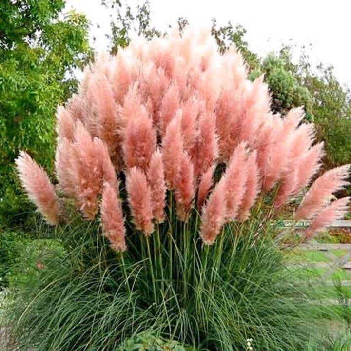 100 เมล็ดหญ้า หญ้าภูเขา หญ้าแพมพัส Pampas grass แปมปัส นำเข้าจาก USA