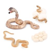 Realistic Animal Life Growth Cycle Biological Model Toys Snake Growth Cycle Biological Model