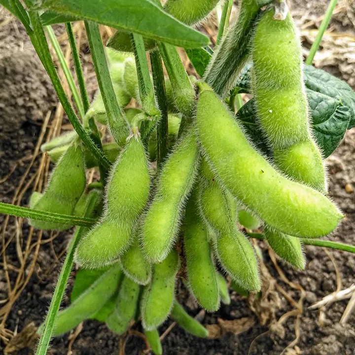 100 Original Japanese Edamame Bean Seeds Green Soybean Seeds Nutrition