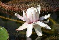 5 เมล็ด เมล็ดพันธุ์ Home Seed  บัวกระด้ง (Victoria waterlily) Unseen Thailand บัวกระด้งยักษ์ผู้ใหญ่ยืนได้