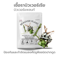 บิวเวอร์เรีย (50g) กำจัดแมลงศัตรูพืช ออร์แกนิคแท้ เพาะเชื้อในห้องLAB100% ปลอดภัยต่อผู้ใช้และสัตว์เลี้ยง