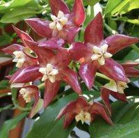 hoya​ imperialis​ red​ โฮย่า จักรพรรดิ​ แดง กระถาง4นิ้ว โฮย่าจักรพรรดิ์ (Hoya Imperialis) .ฮย่าที่ดอกมีขนาดใหญ่กว่าโฮย่าทั่วไปมาก ดอก