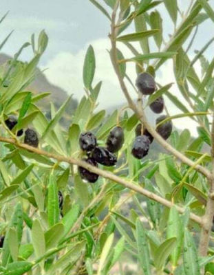 เมล็ดพันธุ์ มะกอกโอลีฟ (Olive Oil / Olea europaea) มะกอก ซองละ 5 - 10 เม็ด