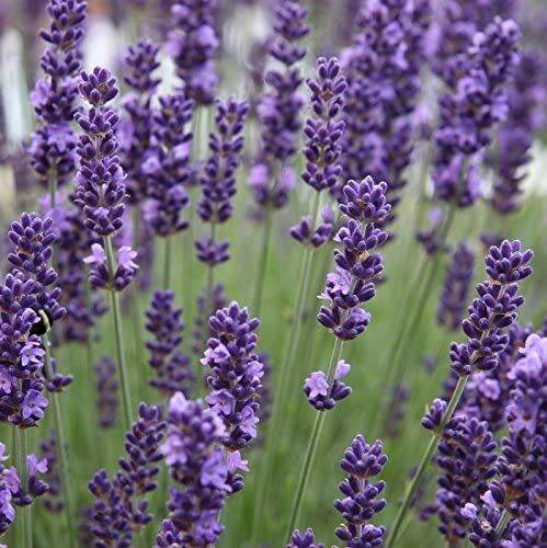 เมล็ดพันธุ์-ลาเวนเดอร์-lavendula-angustifolia-lavender-100-เมล็ด-เมล็ดพันธุ์นำเข้าจากอังกฤษ