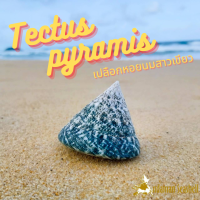 Andaman seashell เปลือกหอย นมสาวเขียว (Tectus pyramis)