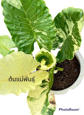 บอนกระดาษด่าง อะโลคาเซีย Alocasia macrorrhizos