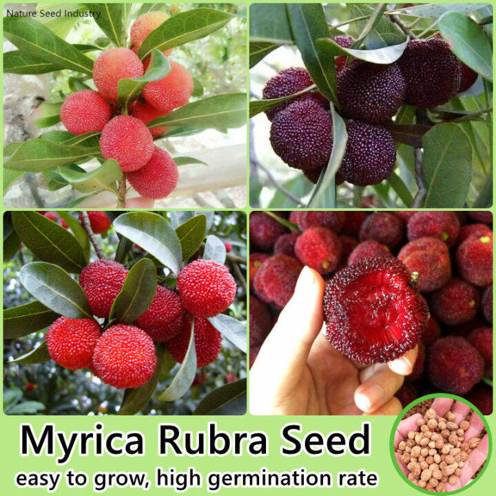 [100 Original] Myrica Rubra Seed Fruit Seeds for Planting (20 Seeds Per Pack) Bonsai Fruit Tree