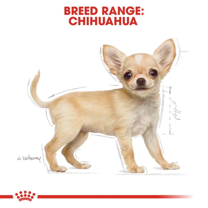 หมดอายุ4-24-royal-canin-chihuahua-puppy-1-5-kg-สำหรับลูกสุนัข-พันธุ์ชิวาวา-อายุต่ำกว่า-8-เดือน