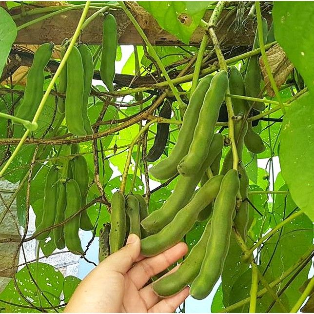 pro-โปรแน่น-เมล็ดพันธุ์-ถั่วครก-ถั่วขอ-ถั่วมะขาม-velvet-bean-seed-white-flower-10-เมล็ด-คุณภาพดี-ของแท้-100-ราคาสุดคุ้ม-พรรณ-ไม้-น้ำ-พรรณ-ไม้-ทุก-ชนิด-พรรณ-ไม้-น้ำ-สวยงาม-พรรณ-ไม้-มงคล