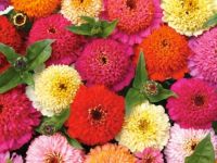 เมล็ดพันธุ์บานชื่นเฟเบิร์ก20เมล็ด( Faberge Zinnia 20 seed)