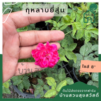 กุหลาบยี่สุ่น ส่งพร้อมมกระถาง 8 นิ้ว  ส่งพร้อมต้น ออกดอก