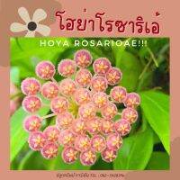 Hoya rosaioae โฮย่าโรซาริเอ้ ดอกสีโอรส มีกลิ่นหอมละมุน ต้นส่งติดดอก