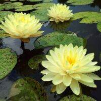 100 เมล็ด เมล็ดบัว สีเหลือง นำเข้า บัวนอก สายพันธุ์ของแท้ 100% เมล็ดบัว ดอกบัว ปลูกบัว เม็ดบัว ปลูกในโหลแก้วได้ อัตราการงอกสูง 85-90% Waterlily Nymphaea Seeds