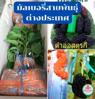 มัลเบอรี่ หม่อน สายพันธุ์ต่างประเทศ (หม่อนนอก) (ต้นเสียบยอด)