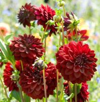 1 หัว/ออเดอร์ รักเร่ Dahlia Bulbs สายพันธุ์ VELVET NIGHT หัวรักเร่ ดอกไม้ หัวหน่อ เหง้า นำเข้า เนเธอร์แลน หัวสดใหม่