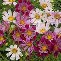 25 เมล็ด ดาวกระจายซีเชลล์คละสี - Mixed Sea Shells Cosmos