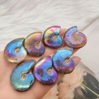 AURA Rainbow Ammonite ตัวอย่าง Ammolite Ocean Animal Snail Conch Madagascar Original ตัวอย่างแร่