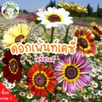 เมล็ดพันธุ์ ดอกเพ้นท์เดซี่ เดซี่สามสี - Painted Daisy Mix  150เมล็ด นำเข้าจากต่างประเทศ ปลูกง่าย ไม่กลายพันธุ์