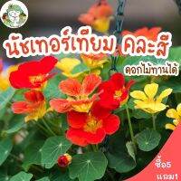 เมล็ดพันธุ์ นัซเทอร์เที่ยมคละสี (ดอก ใบ ทานได้) - Mixed Nasturtium เมล็ดพันธุ์นำเข้าแท้ 100% นำไปขยายพันธุ์ต่อได้