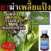 ?สูตรเข้มข้น?สารกำจัดไรแดง ยาเพลี้ยไฟ 500 ซีซี เพลี้ยแป้งที่ราก กำจัดเพลี้ย เพลี้ยหอย กำจัดหนอน เพลี้ยแป้ง