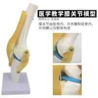 Knee-joint anatomical model function model of the human knee joint meniscus cross knee patellar ligament activities.