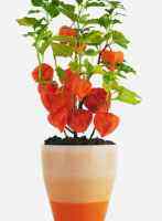 25 เมล็ด โคมไฟจีน - Physalis alkekengi