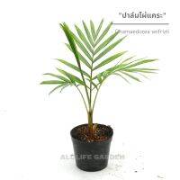 ปาล์มไผ่แคระ Chamaedorea seifrizii กถ. 3 นิ้ว