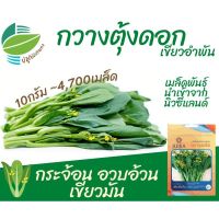 เมล็ด กวางตุ้ง กวางตุ้งดอก (Pak Choy) 4,700 เมล็ด กวางตุ้ง กระจ้อน อวบอ้วน เขียวมัน นำเข้าจากนิวซีแลนด์