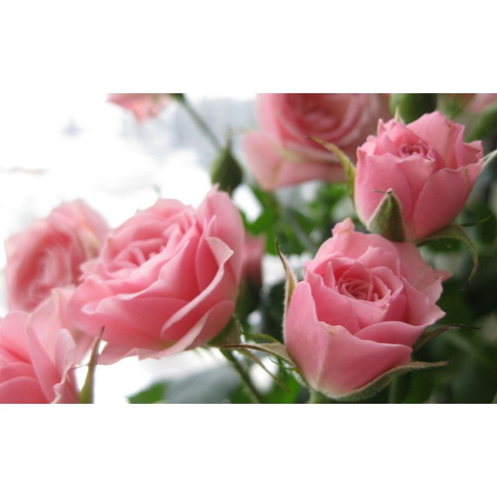 Pink rose seeds for garden plants | Lazada PH