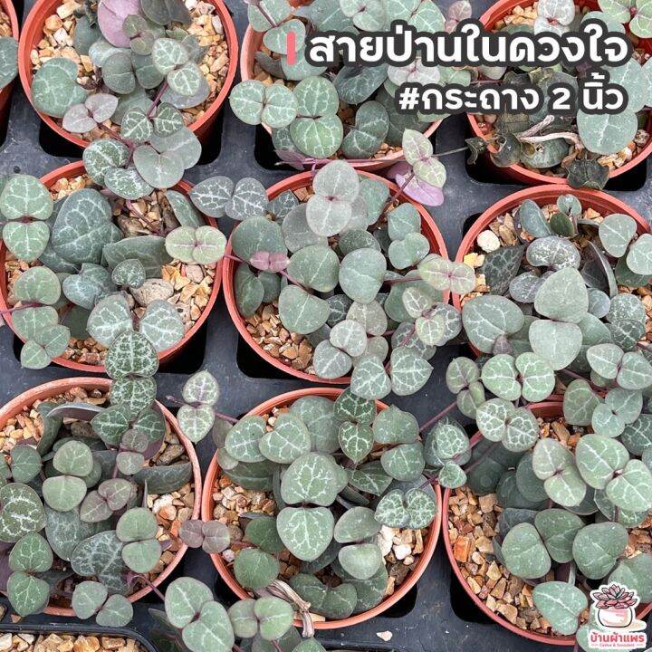 hot-สายป่านในดวงใจ-กระถาง-2-นิ้ว-แคคตัส-เพชร-cactus-amp-succulent-ส่งด่วน-พรรณ-ไม้-น้ำ-พรรณ-ไม้-ทุก-ชนิด-พรรณ-ไม้-น้ำ-สวยงาม-พรรณ-ไม้-มงคล