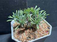 คนป่า หรือหัวสับปะรด จาโปนิก้า (Euphorbia Japonica)