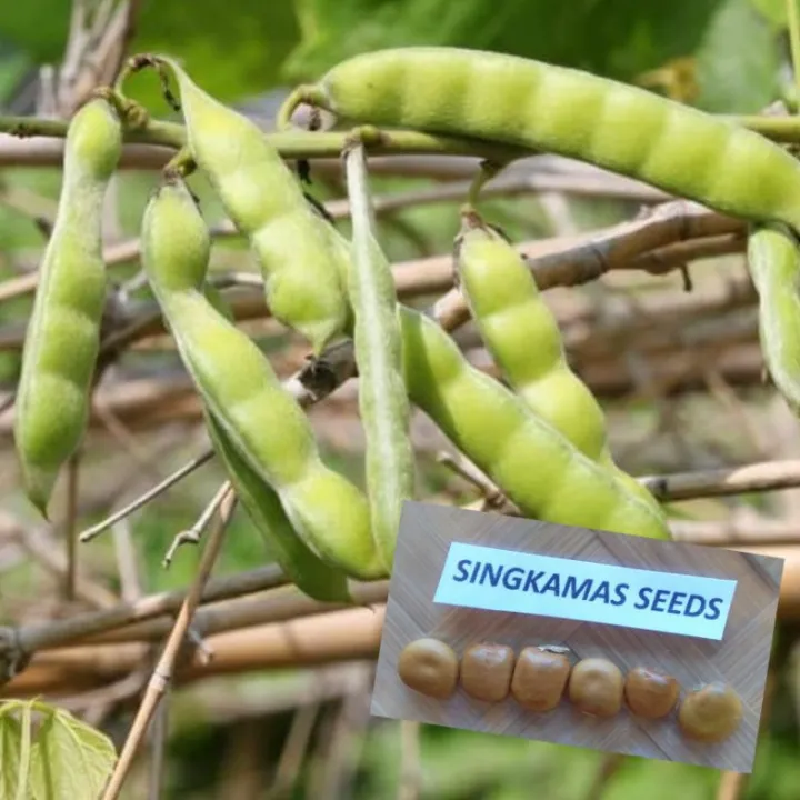 50 Seeds (buy 2 get 1 free) Singkamas Jicama Pods for Sale Easy To