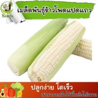 เมล็ดพันธุ์ ข้าวโพดแปดแถว (Waxy corn) 80 เมล็ด ปลูกง่าย ปลูกได้ทั่วไทย #เมล็ดพืช