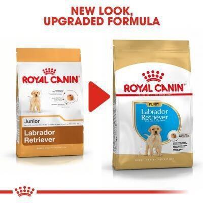 royal-canin-nbsp-labrador-retriever-puppy-dog-food-อาหารลูกสุนัขลาบราดอร์-สำหรับลูกสุนัขลาบราดอร์อายุ-2-15-เดือน-3-กก