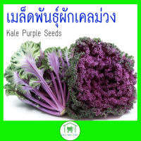 เมล็ดพันธุ์ผักเคลม่วง Kale Purple Seeds พร้อมส่งเก็บเงินปลายทาง