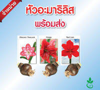 หัวว่านสี่ทิศฮอลแลนด์ เกรดส่งออก set 3 หัว (Mini White, Amigo)  Amaryllis bulb export grade 3 bulbs from Dynamic seeds