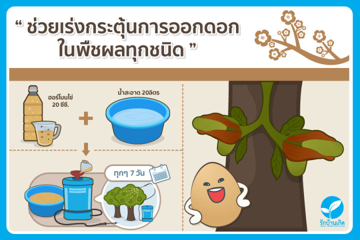 ฮอร์โมนไข่-สูตรเข้มข้นพิเศษ-แตกต่างไม่เหมือนใคร-แก้ปัญหาต้นโทรม-ช่วยเร่งการเจริญเติบโต-เร่งดอก-เร่งดก-เพิ่มผลผลิต-ช่วยให้พืชแข็งแรง-ต้านทานโรค-ขวดใหญ่-1-5-ลิตร-ส่งฟรีเคอรี่