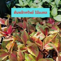 ( Pro+++ ) สุดคุ้ม ต้นหลักทรัพย์ อโกลนีมา Aglaonema ไม้มงคล ราชาไม้ใบ ราชาแห่งไม้ประดับ ส่งพร้อมกระถาง 6 นิ้ว ราคาคุ้มค่า พรรณ ไม้ น้ำ พรรณ ไม้ ทุก ชนิด พรรณ ไม้ น้ำ สวยงาม พรรณ ไม้ มงคล