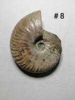 [Ammonite #8] ฟอสซิสหอยแอมโมไนต์ (Ammonite Fossil) ขนาด 59.4 mm.