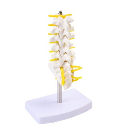 The body mold lumbar vertebra lumbar model structure of lumbar spine joints mold skeleton bones