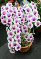 30 เมล็ดพันธุ์ Home Plant เมล็ดกล้วยไม้ ฟาแลนนอปซิส (Phalaenopsis Orchids) Orchid flower seed อัตราการงอก 80-85%