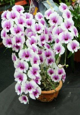 30 เมล็ดพันธุ์ เมล็ดกล้วยไม้ ฟาแลนนอปซิส (Phalaenopsis Orchids) Orchid flower seed อัตราการงอก 80-85%.