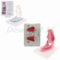 Dog Tooth Anatomy Model Canine Veterinary Animal Skeleton การสอนสัตวแพทย์