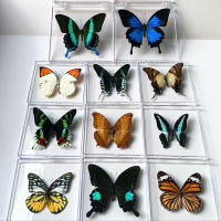 Natural Real Butterfly Specimens Rare And Exquisite Specimens Transparent ed Mixed Butterflies For Education Collection Rese